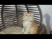Golden Longhair Bebekler