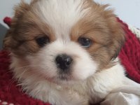 5 aylık Safkan Erkek shih tzu