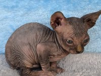 Naked Beauty Sphynx Cattery Kedimiz