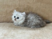 Eşsiz Güzellikte Chinchilla Silver Yavrum