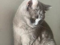 HAMİLE KEDİMİZ