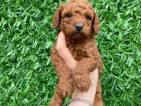 Toy poodle bebekler