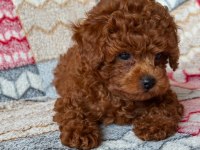 RED TOY POODLE IRK VE SAĞLIK GARANTİLİ