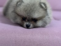Pomeranian boo