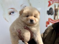 Chow chow bebeklerimiz