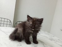 Beyaz erkek ve siyah kedimiz