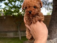 Sağlık Ve Irk Garantili Toy Poodle Yavrularımız 
