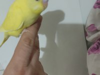 Yeni yeme düşen bebek muhabbet kuşu yavrular