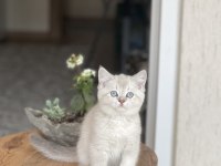 Hemen Teslim Safkan Britsh Shorthair Yavrum 