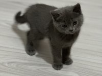 2 aylık british shorthair bebeklerimiz
