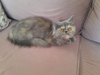 Ücretsiz Sahiplendirme - Ezo Kızım İran Kedisi