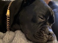 Gri ve Siyahın En güzel tonu Cane Corso Bebekler