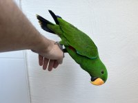 FATURALI CİPLİ EKLEKTUS