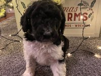 Safkan Labradoodle Yavruları