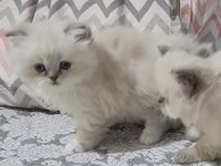 British longhair blue point dişi bebek
