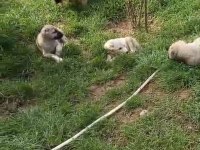 IRK VE SAĞLIK GARANTİ KANGAL YAVRULARIMIZ