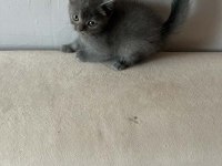 NADİR OLAN RUSSİAN BLUE SON YAVRU