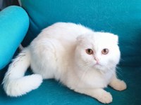 1 Yaşında Erkek Scottish Fold
