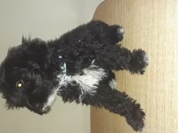 Terrier maltese siyah beyaz