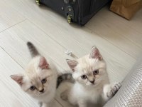 British shorthair silver point yavrular