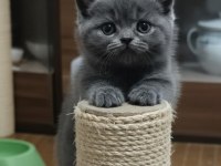 British Shorthair Minnoşum