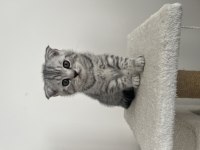 Scottish fold yavruları ailesini bekliyor