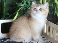Safkan Şecereli Oyuncu Dişi British Shorthair Hemen Teslim
