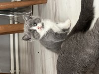 Birbirinden tatlı british shorthair kediler
