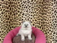 BRITISH LONGHAIR BLUE POİNT YAVRULARIM