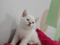 British shorthair blue point kedimize yeni yuva arıyoruz