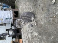 Kaliteli scottish fold yavrularımız