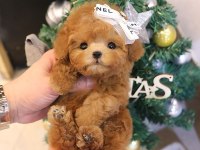 TOY POODLE YAVRULARIM