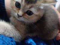 Sevimli tam bir oyuncu kedidir