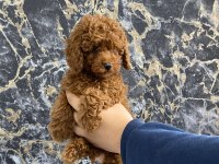 Toy poodle yavrularım orijinal