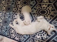 British shorthair kızımız