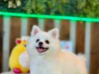 Pomeranian bebeğimiz