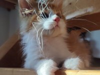 XXL cüsse maine coon mükemmel profil dopdolu belge