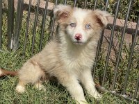 Mavi gözlü border collie erkek