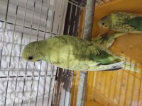 Yavru muhabbet kuşları