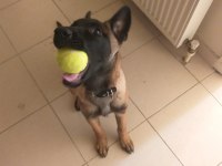 Güzel malinois kızımız deyzi