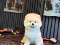 SAĞLIK VE IRK GARANTİLİ POMERANİAN KÖPEĞİ