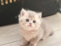 British shorthair ve longhair safkan
