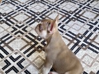 Nev shade rojo and tan french bulldog