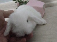 HOLLANDA LOP TAVŞANI YAVRUSU İSTANBUL FATİH