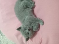 Minik british shorthair yavrumuz sahiplendiriyoruz