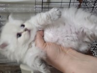 British longhair taneleri yeni yuvasını bekliyor