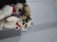Pomeranian boo bebeklerim