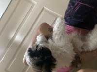2 aylık shih tzu yarı fiyatına
