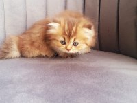 Golden bristih longhair