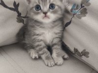Safkan British Shorthair Yavru